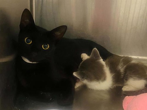 FLOWER, a cat for adoption from Orange County Animal Care Center