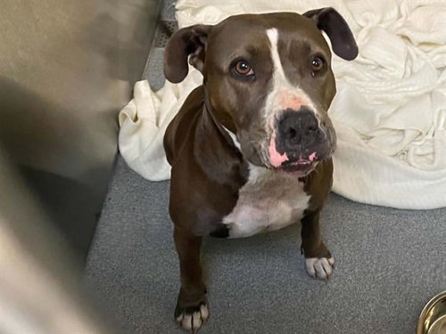 SUSIE Q, a dog for adoption from Orange County Animal Care Center