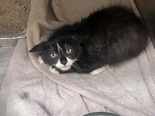 FUJI, a cat for adoption from Orange County Animal Care Center