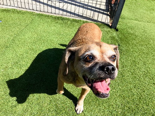 LEXI, a dog for adoption from Orange County Animal Care Center