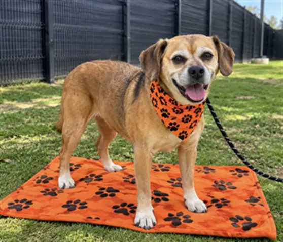 Lexi - Beagle