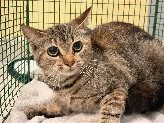 Slush - Domestic Short Hair