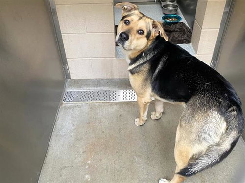 HUGO, a dog for adoption from Orange County Animal Care Center
