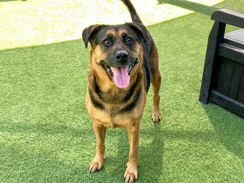 EVY, a dog for adoption from Orange County Animal Care Center