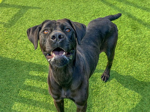 VELVET, a dog for adoption from Orange County Animal Care Center