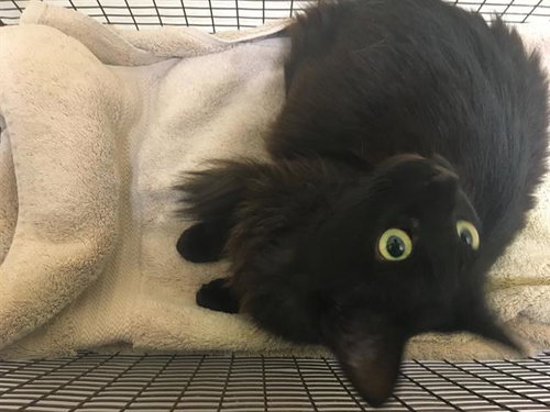 BEE, a cat for adoption from Orange County Animal Care Center