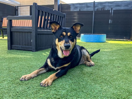 RUBY, a dog for adoption from Orange County Animal Care Center