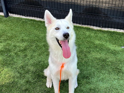 LOBO, a dog for adoption from Orange County Animal Care Center