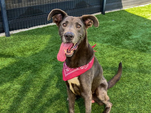 MOOSE, a dog for adoption from Orange County Animal Care Center