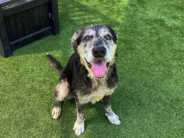 Derek - Catahoula Leopard Dog