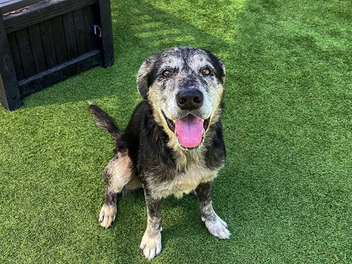 DEREK, a dog for adoption from Orange County Animal Care Center