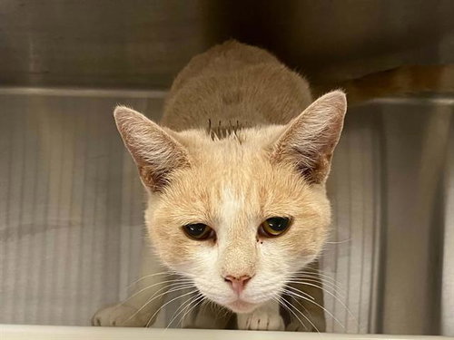 SIESTA, a cat for adoption from Orange County Animal Care Center
