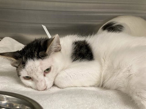 LAGMAN, a cat for adoption from Orange County Animal Care Center