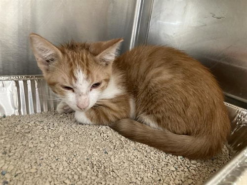 TOM YUM, a cat for adoption from Orange County Animal Care Center