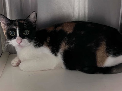 LUNA, a cat for adoption from Orange County Animal Care Center