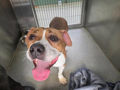 RAPHAEL, a dog for adoption from Orange County Animal Care Center