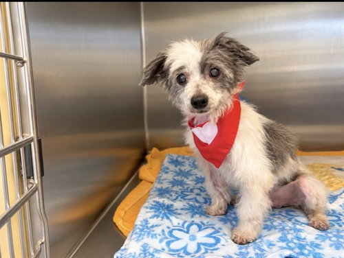 DR. THOMAS, a dog for adoption from Orange County Animal Care Center