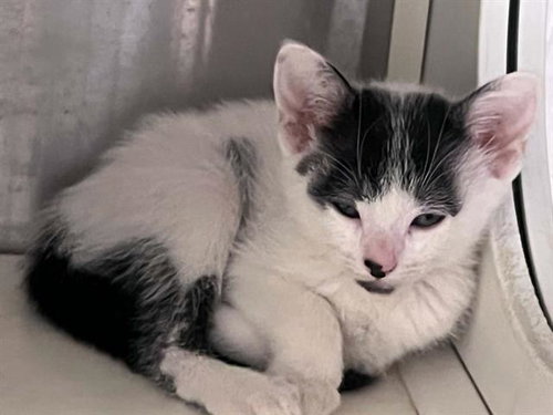 PHANTASM, a cat for adoption from Orange County Animal Care Center