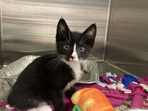 SHEEBA, a cat for adoption from Orange County Animal Care Center