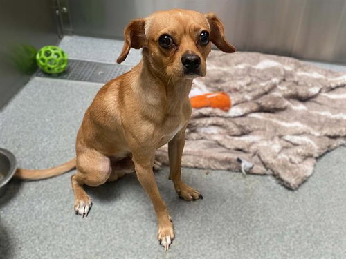 DYNO, a dog for adoption from Orange County Animal Care Center