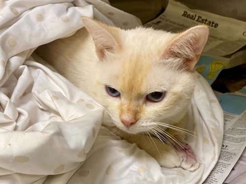 PUFF, a cat for adoption from Orange County Animal Care Center