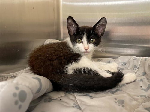 TYRA, a cat for adoption from Orange County Animal Care Center