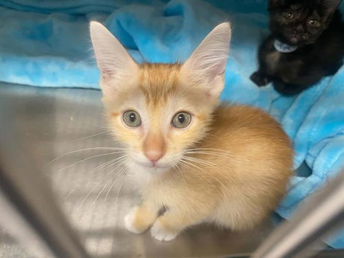 DONKEY, a cat for adoption from Orange County Animal Care Center