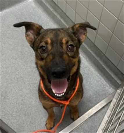 ROMEO, a dog for adoption from Orange County Animal Care Center