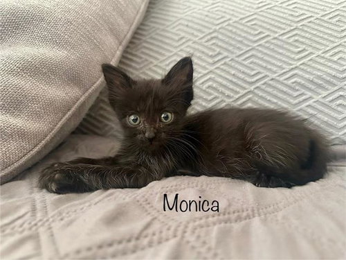 MONICA, a cat for adoption from Orange County Animal Care Center