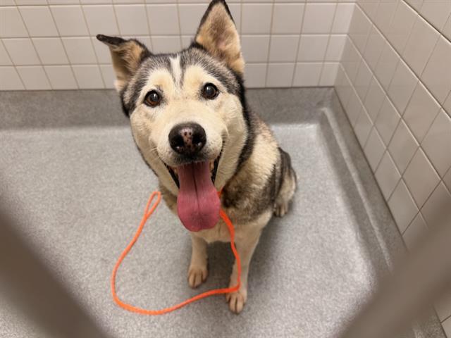Eiza, Siberian Husky