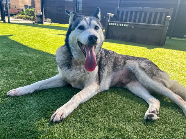 Eiza - Siberian Husky