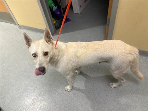 PHILADELPHIA, a dog for adoption from Orange County Animal Care Center