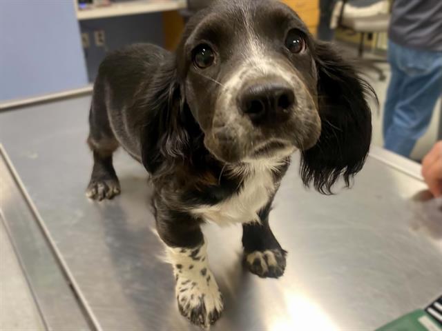 Robin, Cocker Spaniel