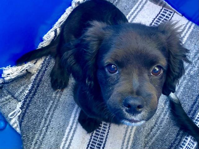 Slade, Cocker Spaniel