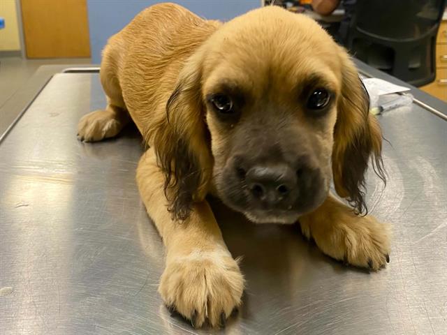 Beast Boy, Cocker Spaniel