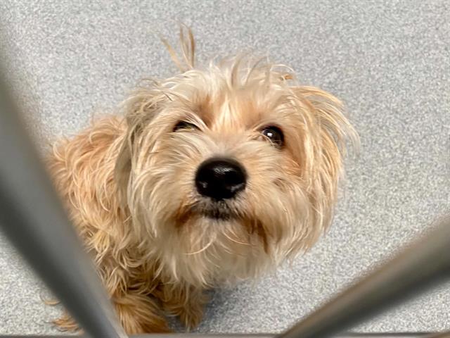 Cinnamon, Cairn Terrier