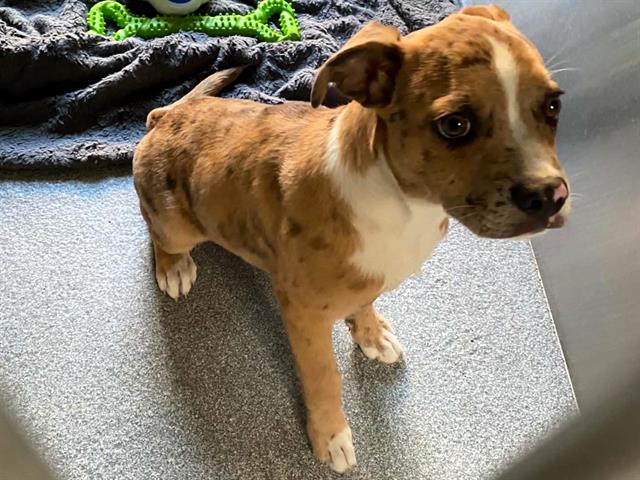 Tostito, Catahoula Leopard Dog