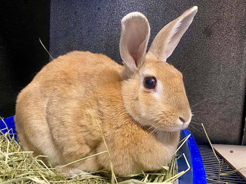 SIMBA, a rabbit for adoption from Orange County Animal Care Center