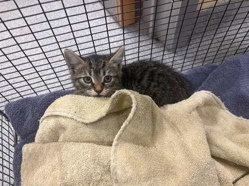 BIG APPLE, a cat for adoption from Orange County Animal Care Center