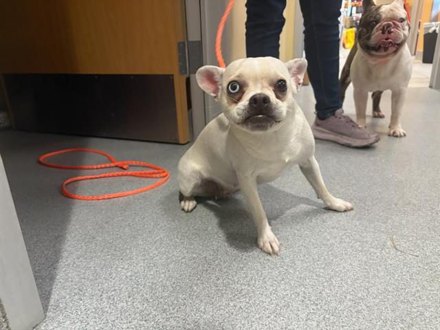 Jinx, Chihuahua