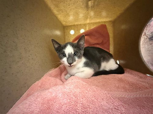 MR PHELPS, a cat for adoption from Orange County Animal Care Center