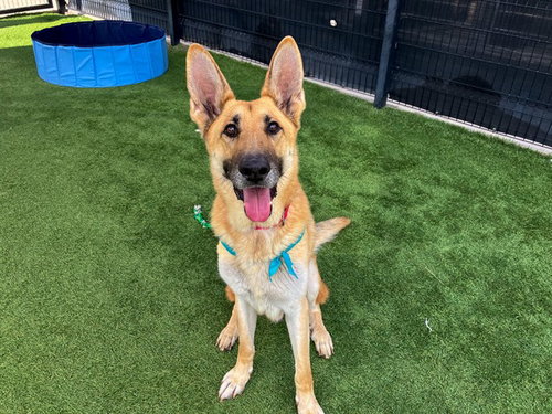 HITMONLEE, a dog for adoption from Orange County Animal Care Center