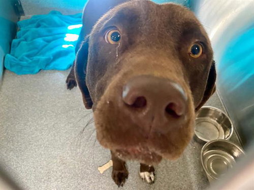BUDDY, a dog for adoption from Orange County Animal Care Center