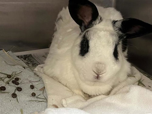 PLAY-DOH, a rabbit for adoption from Orange County Animal Care Center