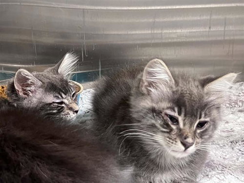 SINK, a cat for adoption from Orange County Animal Care Center