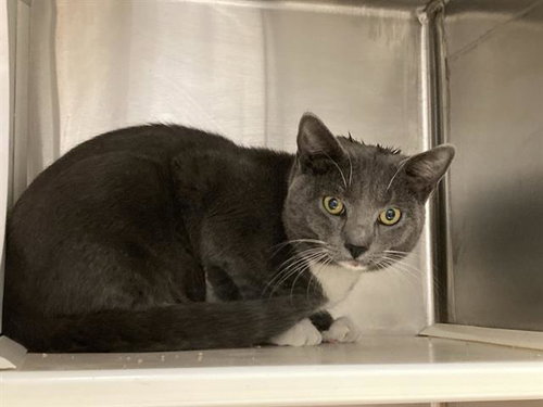 PASTRAMI, a cat for adoption from Orange County Animal Care Center