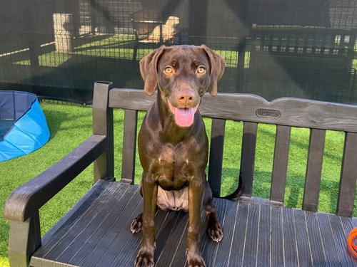 Macaroni, Doberman Pinscher (medium coat)