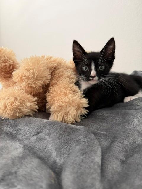 PLYMOUTH, a cat for adoption from Orange County Animal Care Center