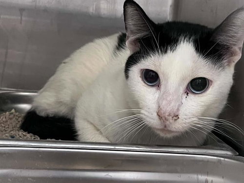 CONSOMMÃ, a cat for adoption from Orange County Animal Care Center