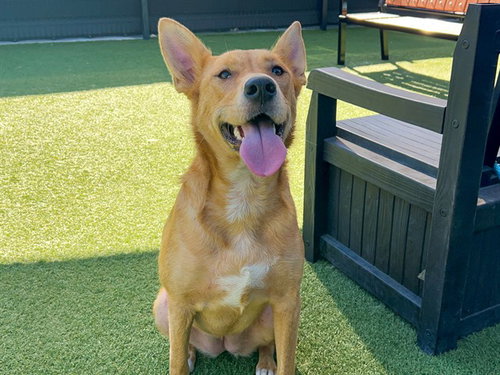 AMAYA, a dog for adoption from Orange County Animal Care Center